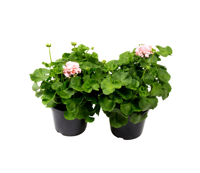 Sommarblommor